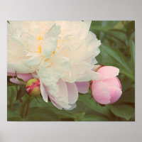 Peonies Pink Peony Blume Poster