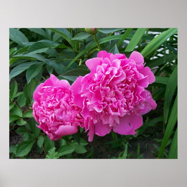 Peonies Poster (Vorne)