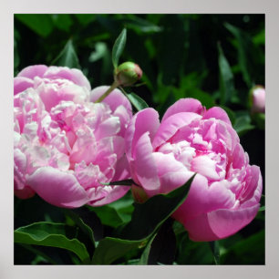 Peonies Poster