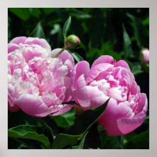 Peonies Poster