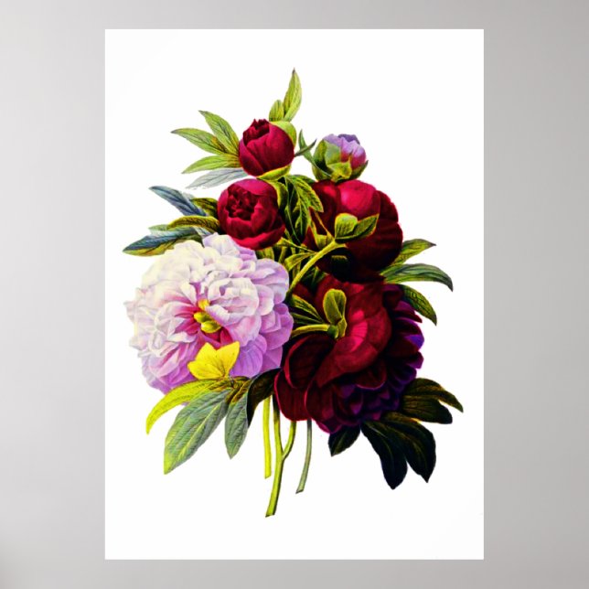 Peonies von Pierre Joseph Redoute Poster (Vorne)
