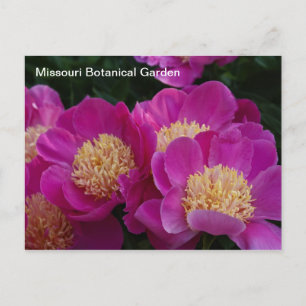 Peonings im Botanischen Garten Missouri Postkarte