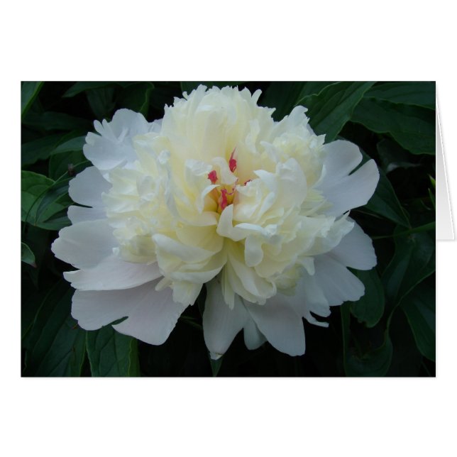 Peony (Vorderseite (Horizontal))