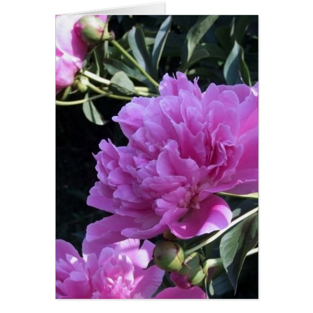 Peony (Vorne)