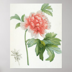 Peony, 1799 (Farbstippeldruck) Poster