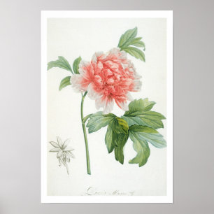 Peony, 1799 (Farbstippeldruck) Poster