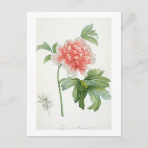 Peony, 1799 (Farbstippeldruck) Postkarte