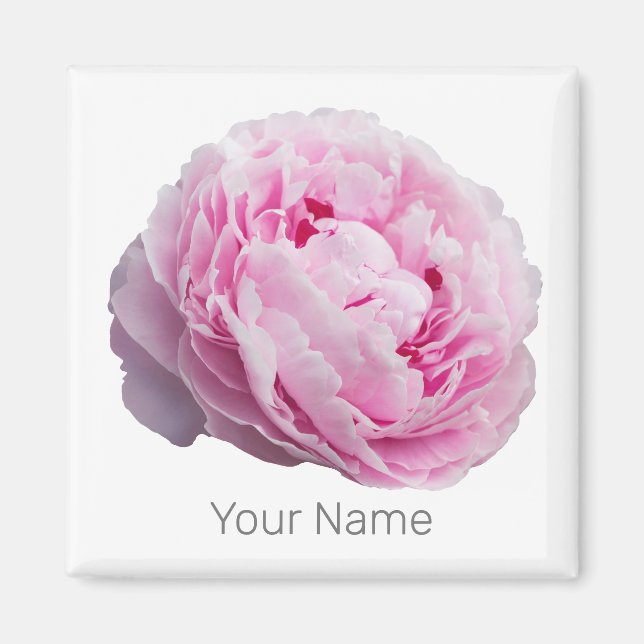 Peony Blossom Rose für Blume und Garten Lover Magnet (Vorne)