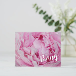 Peony Blossom Rose für Blume- und Gartenliebhaber Feiertagspostkarte