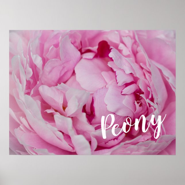 Peony Blossom Rose für Blume- und Gartenliebhaber Poster (Vorne)