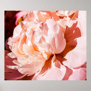 Peony Blume als luxuriöser floraler Hintergrund, H Poster