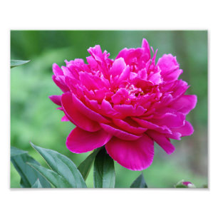 Peony Blume Fotodruck