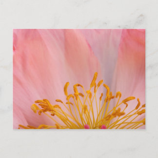 Peony Blume Postkarte