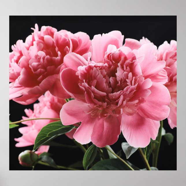 Peony Bouquet Closeup: Rosa Rot Poster (Vorne)