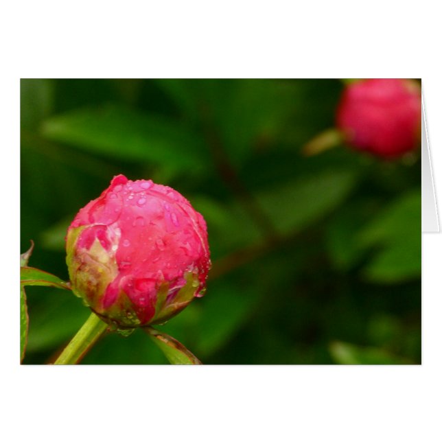 Peony Bud Card (Vorderseite (Horizontal))