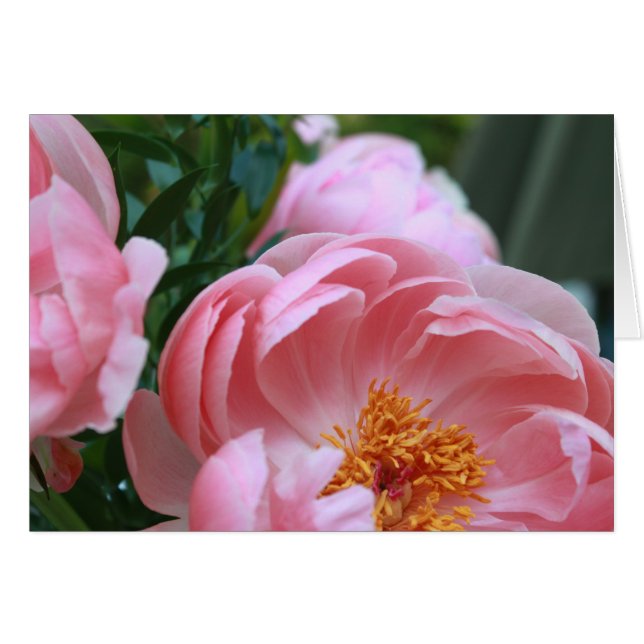 Peony Garden2 (Vorderseite (Horizontal))
