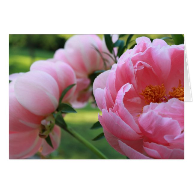 Peony Garden3 (Vorderseite (Horizontal))