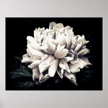 Peony in Black and White