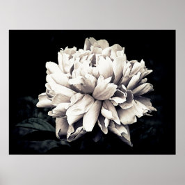 Peony in Black and White Poster