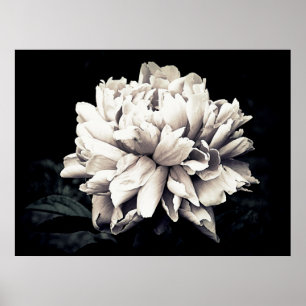 Peony in Black and White Poster