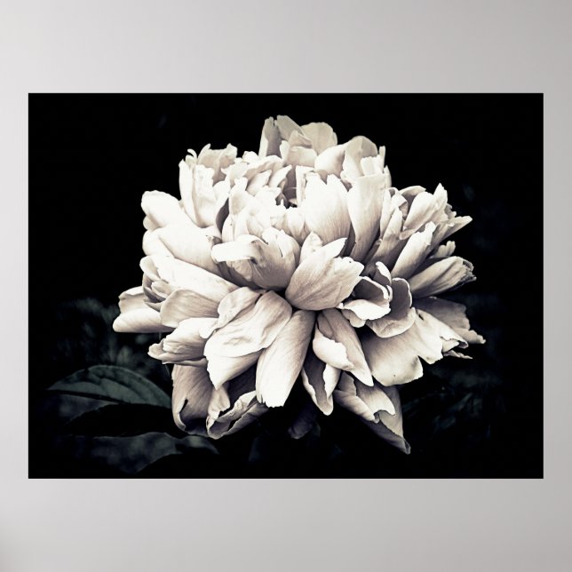 Peony in Black and White Poster (Vorne)