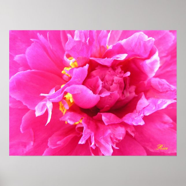 Peony in Bloom Poster (Vorne)