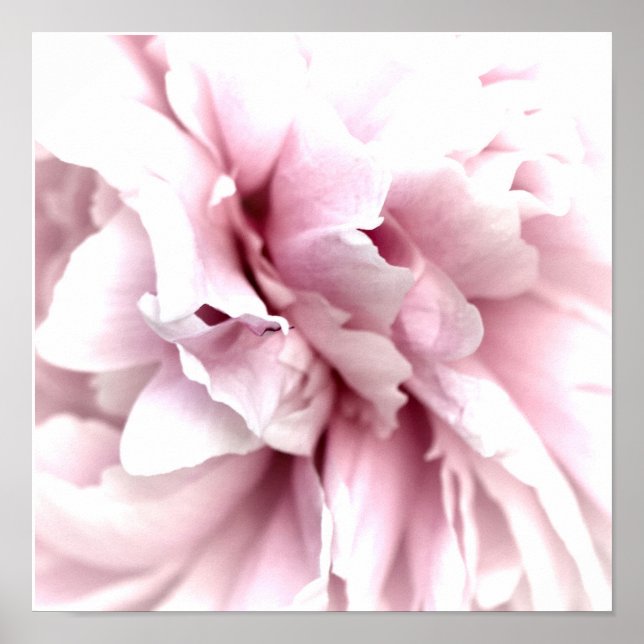 Peony in Macro mit Digital Art Pink Poster (Vorne)