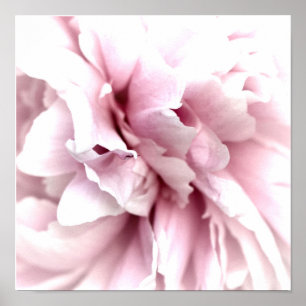 Peony in Macro with Digital Art Pink Poster