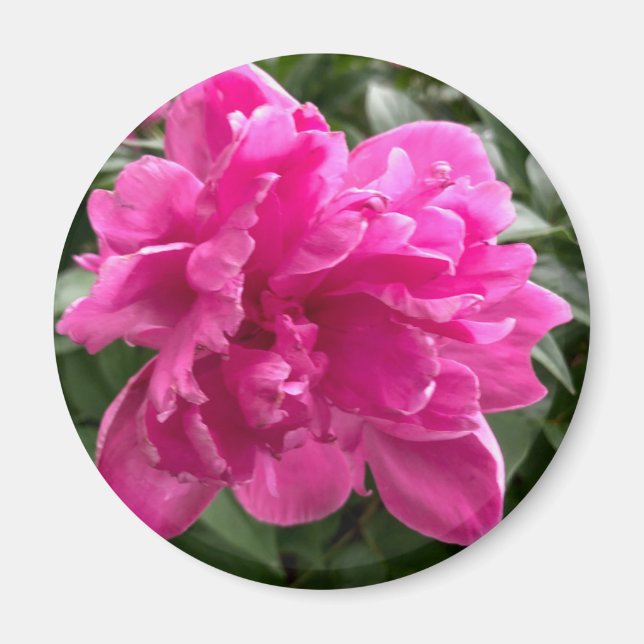 Peony Magnet (Vorne)