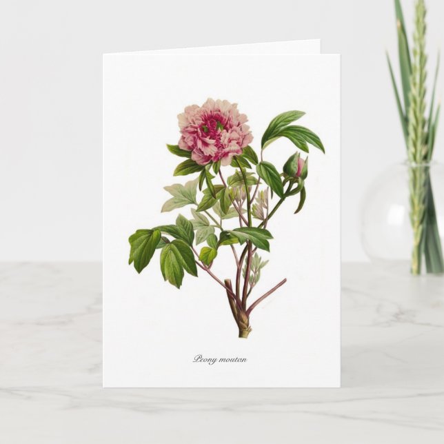 Peony Moutan Karte (Vorderseite)