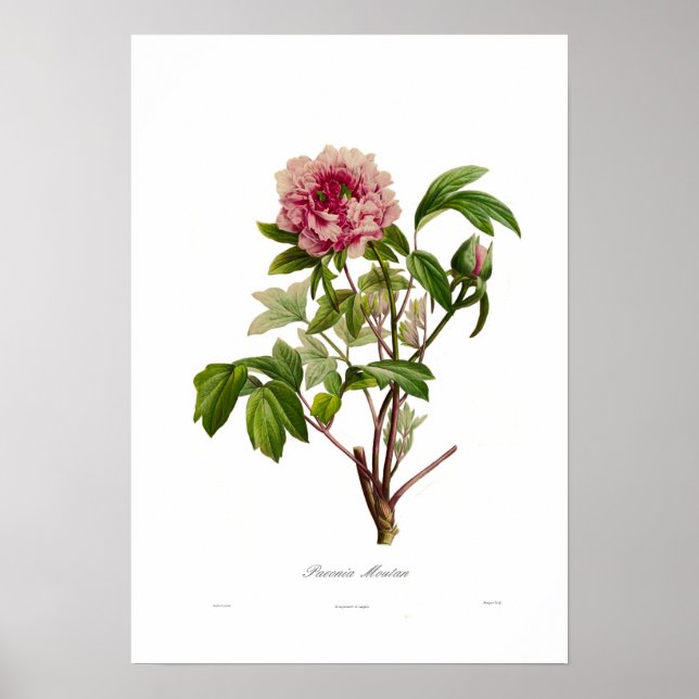Peony Moutan Poster (Vorne)