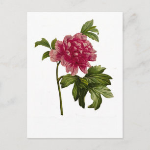 Peony Moutan, var by Pierre-Joseph Gefürchtet Postkarte