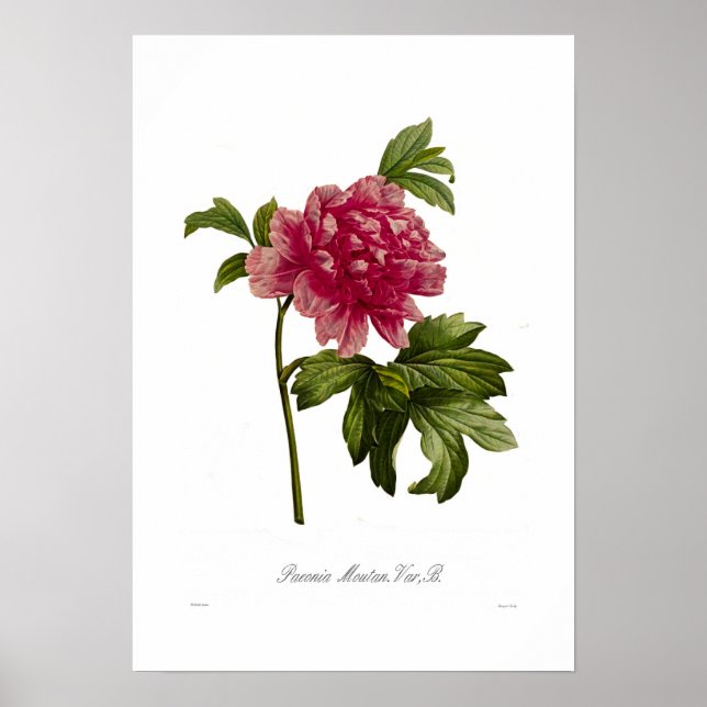 Peony moutan var poster (Vorne)