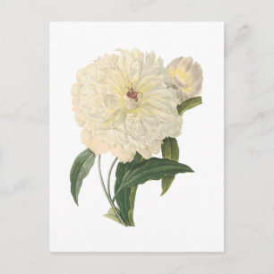 Peony (Paeonia flagrans) von Redouté Postkarte