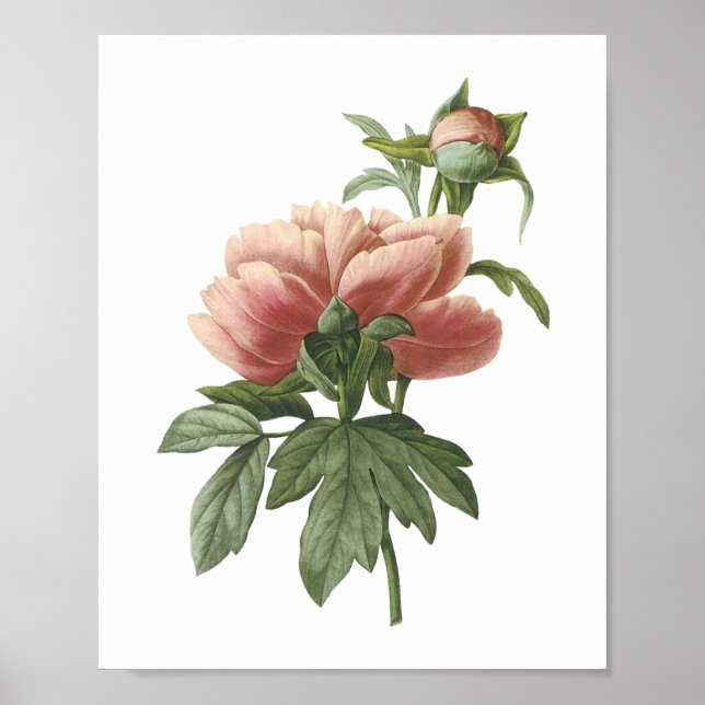 Peony (Paeonia sp.) von Redouté Poster (Vorne)