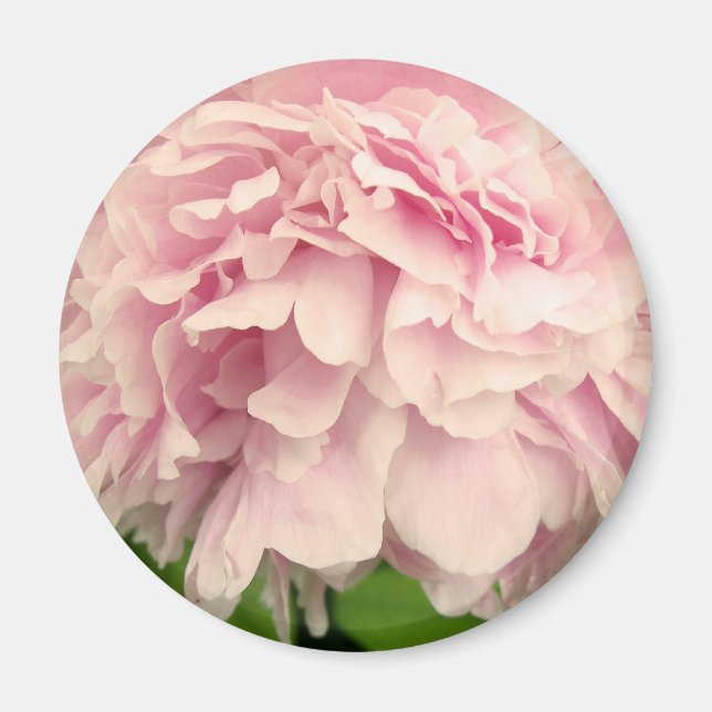 Peony Petals Magnet (Vorne)