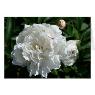 Peony Phases Flower Fotocard
