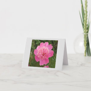 Peony Pink