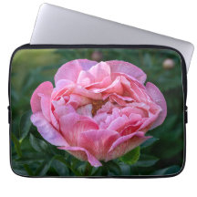 Peony, Pink Flower Fotografy