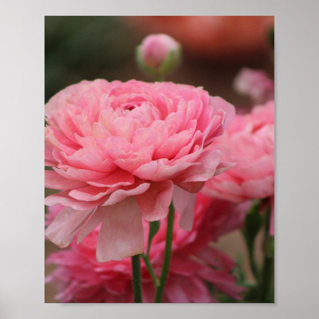 Peony Pink Ranunculus Closeup Poster (Vorne)