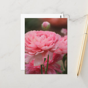 Peony Pink Ranunculus Closeup Postkarte
