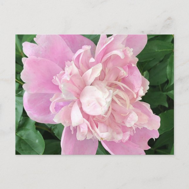 Peony Postcard Postkarte (Vorderseite)