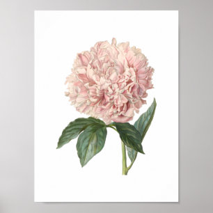 Peony Poster