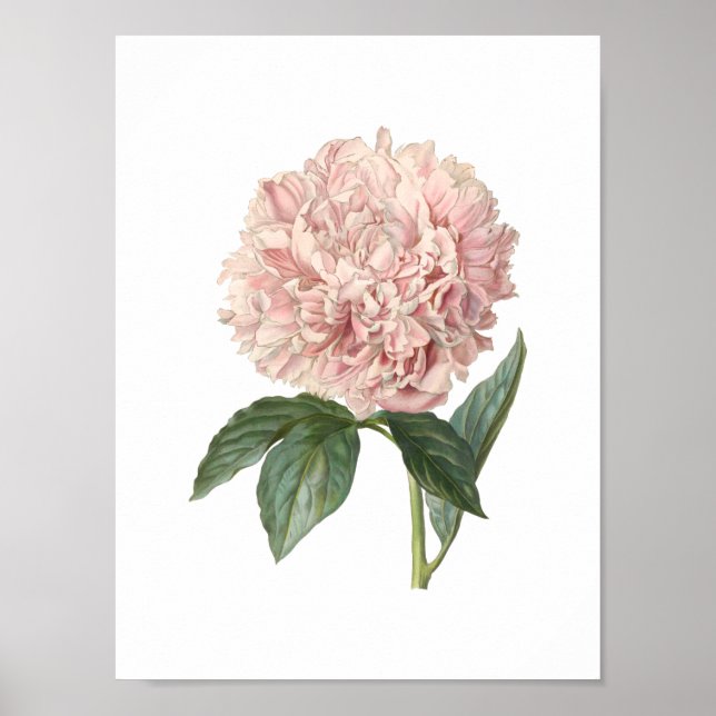Peony Poster (Vorne)