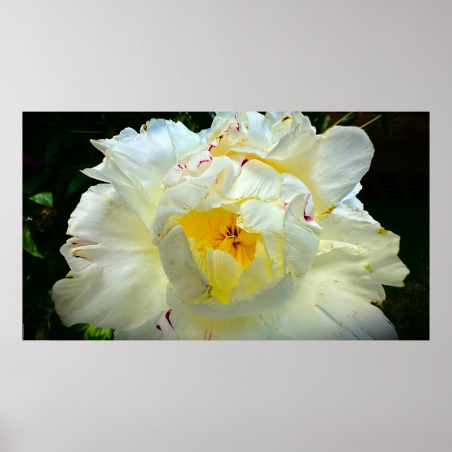 Peony, Poster (Vorne)