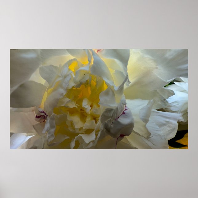 Peony, Poster (Vorne)