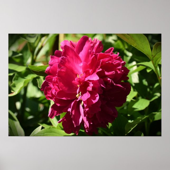 Peony, Poster (Vorne)