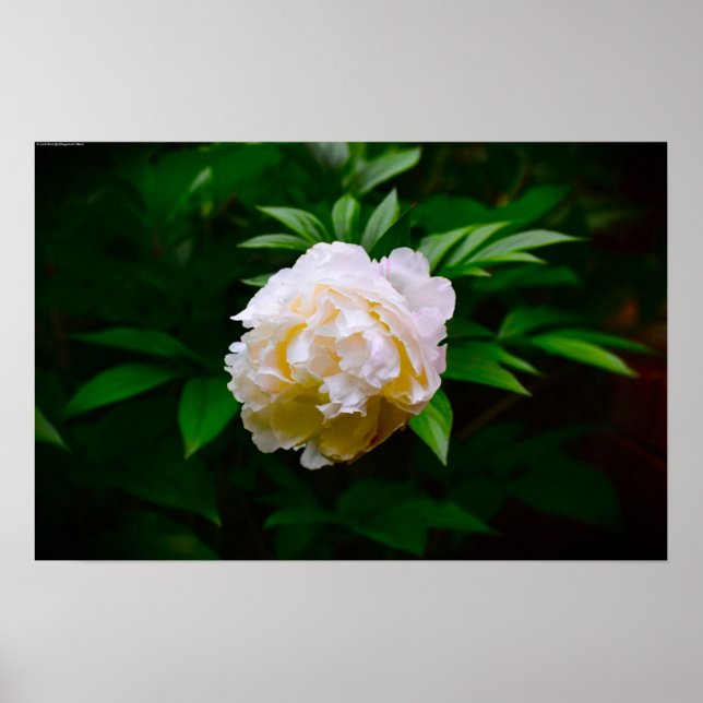 Peony, Poster (Vorne)