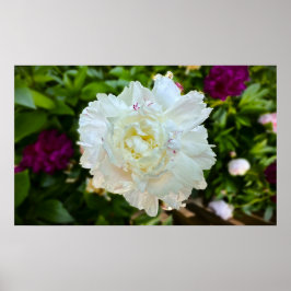 Peony, Poster