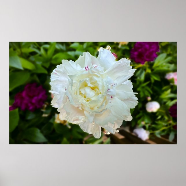 Peony, Poster (Vorne)
